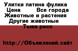 Улитки патина фулика › Цена ­ 10 - Все города Животные и растения » Другие животные   . Тыва респ.